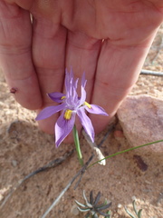 Moraea macrocarpa