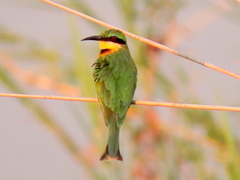 Merops pusillus argutus