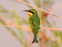 Merops pusillus argutus