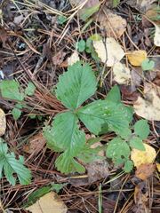 Fragaria moschata