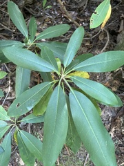 Rhododendron maximum