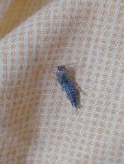 Ctenolepisma lineatum