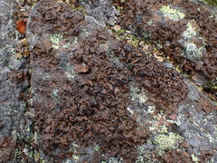 Umbilicaria hyperborea