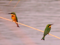 Merops pusillus argutus