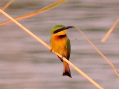 Merops pusillus argutus