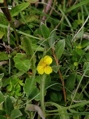 Potentilla erecta