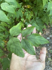 Xanthorhiza simplicissima