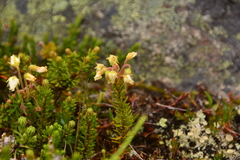 Phyllodoce glanduliflora