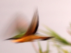 Merops pusillus argutus