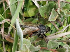Eutolmus rufibarbis