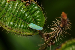 Gypona melanota