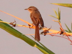 Prinia flavicans flavicans