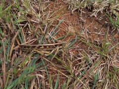 Cyrtacanthacris tatarica