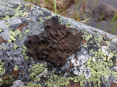 Umbilicaria hyperborea