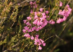 Erica melanthera