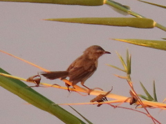 Prinia flavicans flavicans
