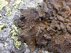 Umbilicaria hyperborea