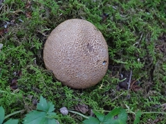 Scleroderma areolatum