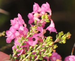 Erica melanthera