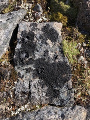 Lichinaceae