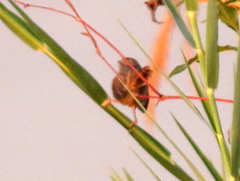 Prinia flavicans flavicans