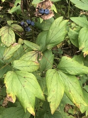 Caulophyllum thalictroides
