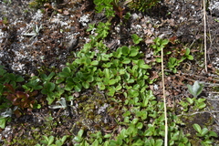 Salix stolonifera