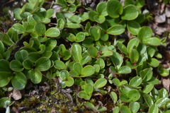 Salix stolonifera
