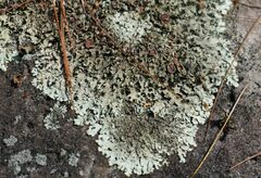 Xanthoparmelia conspersa