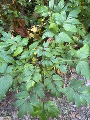 Xanthorhiza simplicissima