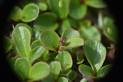 Salix stolonifera