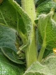 Verbascum phlomoides