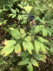 Caulophyllum thalictroides