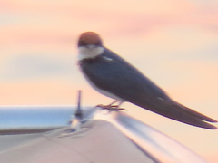 Hirundo smithii