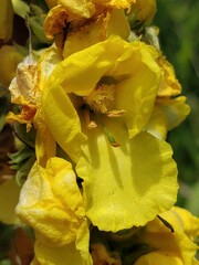 Verbascum phlomoides