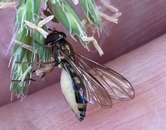 Entomophthora muscae