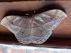 Saturniidae