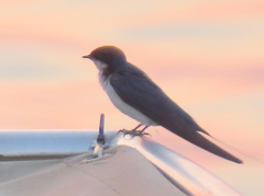 Hirundo smithii