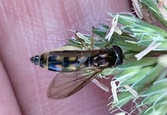 Entomophthora muscae