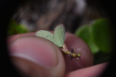 Salix stolonifera
