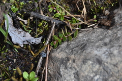 Epilobium anagallidifolium