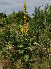 Verbascum phlomoides