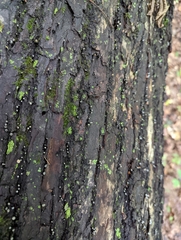 Holwaya mucida