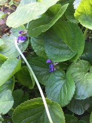 Viola reichenbachiana