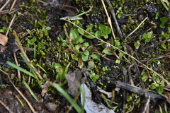Epilobium anagallidifolium