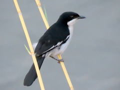 Laniarius bicolor sticturus