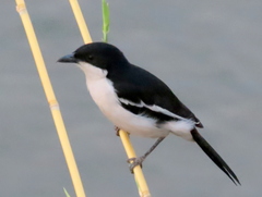 Laniarius bicolor sticturus