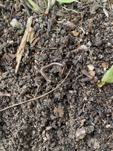 Cylindroiulus caeruleocinctus photo 6