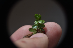Epilobium anagallidifolium