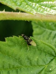 Minettia longipennis